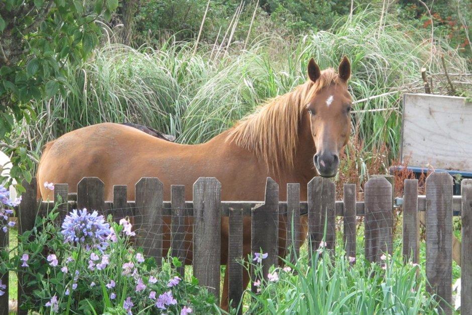 Little Paradise & Petting Farm Греймут Экстерьер фото